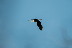 Ardea herodias herodias