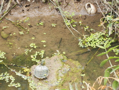Trachemys scripta elegans