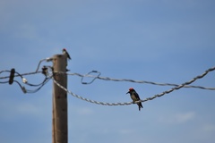 Melanerpes formicivorus