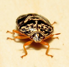Menida
