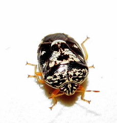 Menida