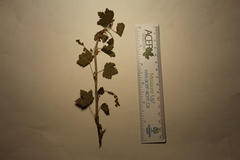 Ribes rubrum