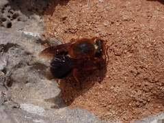 Megachile sicula