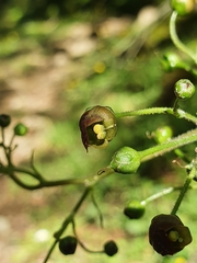 Scrophularia alpestris