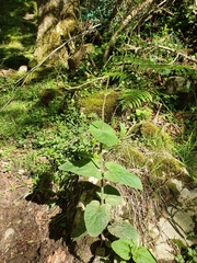 Scrophularia alpestris