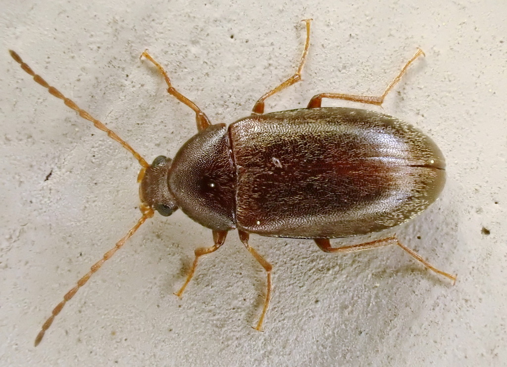 Isomira pulla