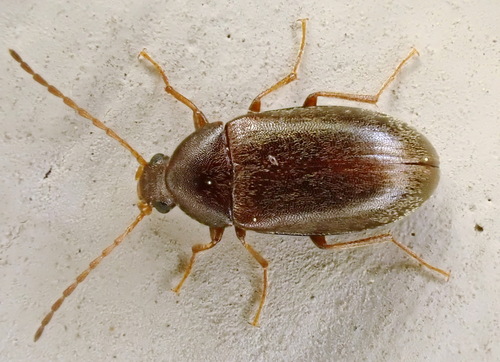 Isomira pulla