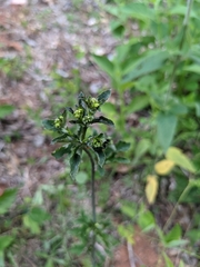 Sanicula smallii