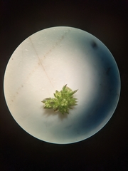 Sanicula smallii