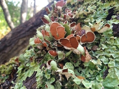 Nephroma antarcticum