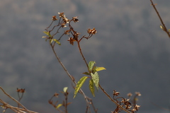 Ipomoea intrapilosa