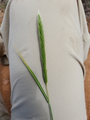 Alopecurus aequalis aequalis