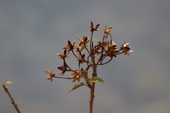 Ipomoea intrapilosa