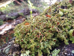 Nephroma antarcticum