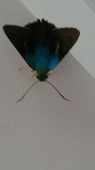 Astraptes