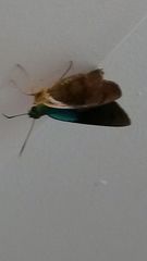 Astraptes