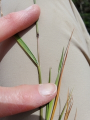 Alopecurus aequalis aequalis