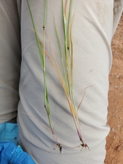 Alopecurus aequalis aequalis