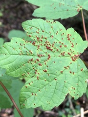 Aceria cephalonea