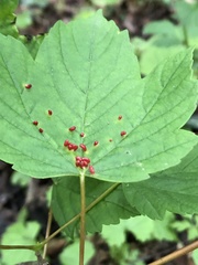 Aceria cephalonea