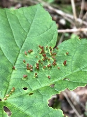 Aceria cephalonea