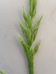 Alopecurus aequalis aequalis