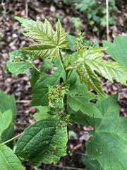 Aceria cephalonea