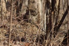 Passerina versicolor