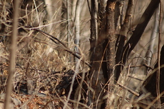 Passerina versicolor