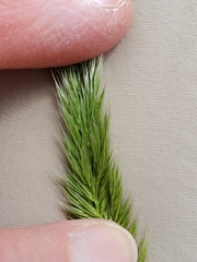 Alopecurus aequalis aequalis