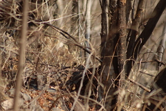 Passerina versicolor