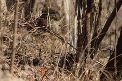 Passerina versicolor