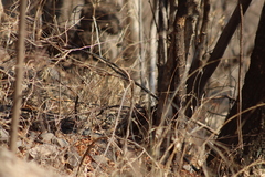 Passerina versicolor