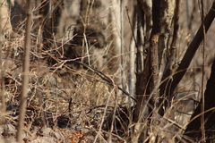 Passerina versicolor