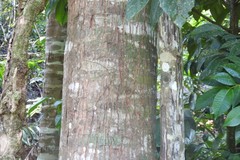 Calophyllum brasiliense
