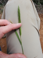 Alopecurus aequalis aequalis