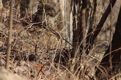 Passerina versicolor