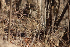 Passerina versicolor