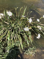 Hymenocallis coronaria