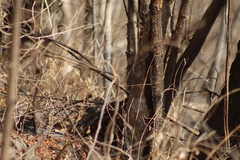 Passerina versicolor