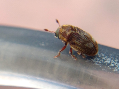 California ash bark beetle
