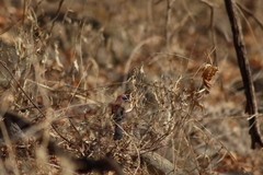 Passerina versicolor