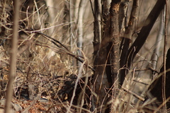 Passerina versicolor
