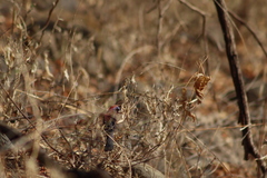 Passerina versicolor