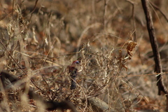 Passerina versicolor