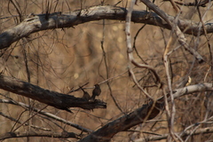 Campylorhynchus gularis