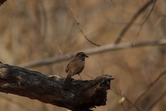 Campylorhynchus gularis