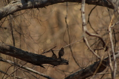 Campylorhynchus gularis