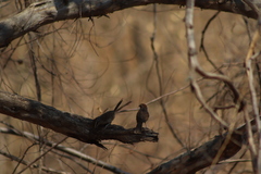 Campylorhynchus gularis