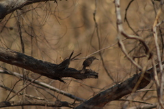 Campylorhynchus gularis